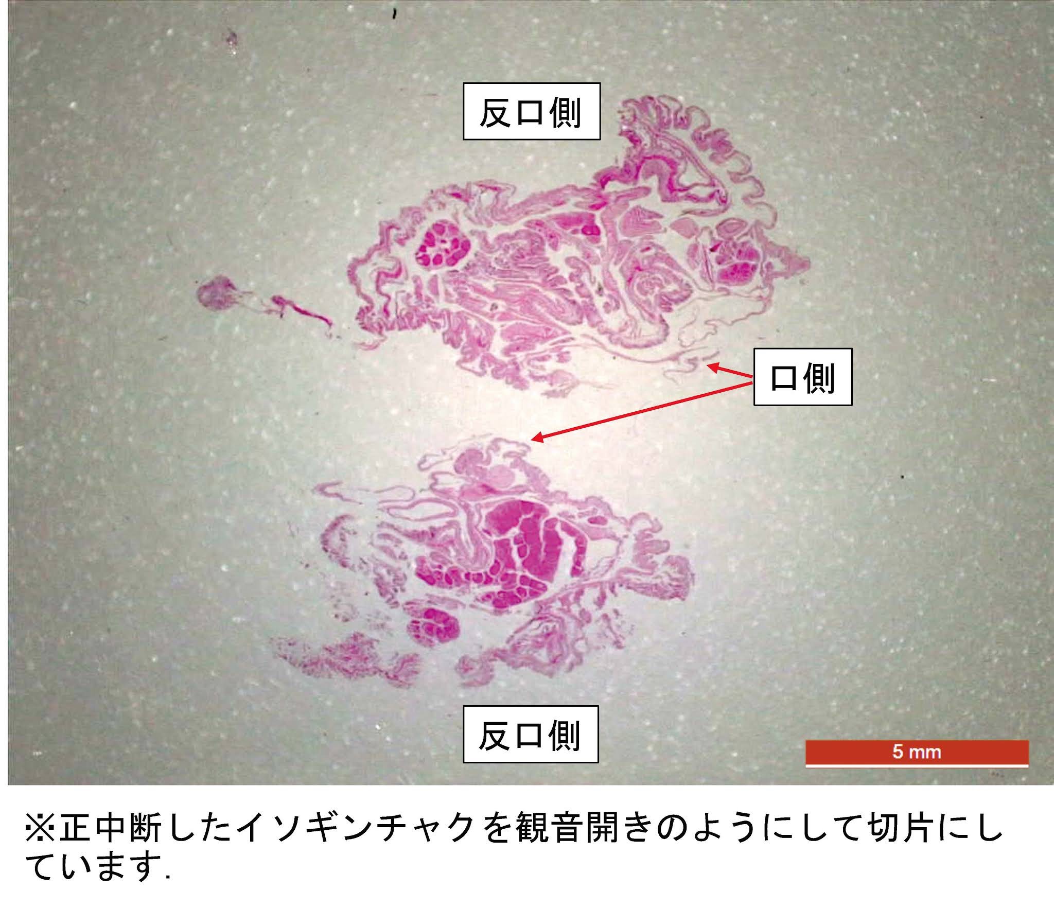 イソギンチャクの組織切片